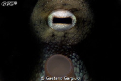 I got the key... do you? (playing with may new snouts) by Gaetano Gargiulo 